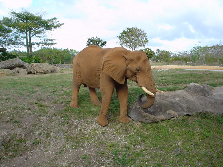 Miami Zoo Miami Florida Elephant Ricky Hanson Photo