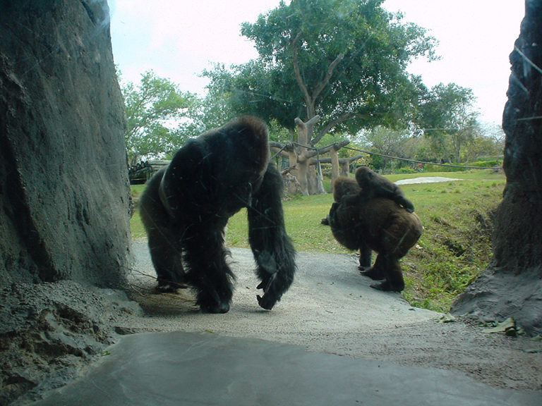 Miami Zoo Ricky Hanso Photo